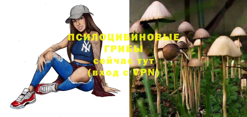 купить   Нелидово  Галлюциногенные грибы Magic Shrooms 